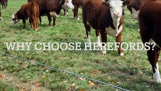 Why choose Hereford Cattle [upl. by Anyal]