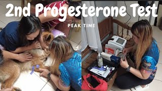 2nd Time Progesterone Test  Home Service  Cavite [upl. by Remy]