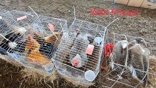 Amish Animal Auction Pt2 Crazy Deals [upl. by Halimak673]