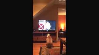 Dog LOVES Budweiser 2015 Super Bowl commercial [upl. by Nosecyrb]