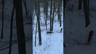 Huge doe with my Topoint Archery M1 compound bow [upl. by Alegnave]