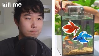 Community Tank with TWO BETTAS  Fish Tank Review 199 [upl. by Hnao]