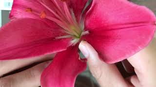 Asiatic lily dissection and flower part naming [upl. by Yeldar]