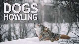 7 Dog Sounds to make your Dog Go Crazy [upl. by Lanny464]