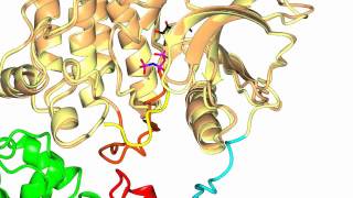 Focal Adhesion Kinase FAK [upl. by Ikoek]