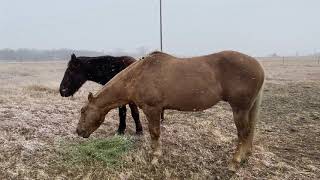 Texas Snow Blizzard of Jan 2021  Feeding Horses In Texas Snow [upl. by Crowe]