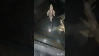 Worms 🪱 For My Milky Koi 😋  Fish Feeding 😱 shortvideo youtubeshorts feedshorts [upl. by Bigelow751]