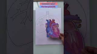 Heart working model Blood Circulation System shorts humanheart scienceexperiment class10science [upl. by Tompkins]