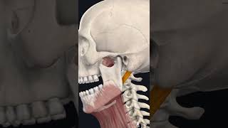 Digastric Muscle  Origin Insertion Nerve Supply amp Action Shorts Anatomy mbbs education [upl. by Koziara]