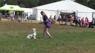 Working Clumber Spaniel Society [upl. by Lednyc]