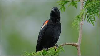 Red winged blackbird in the tree [upl. by Airetahs798]