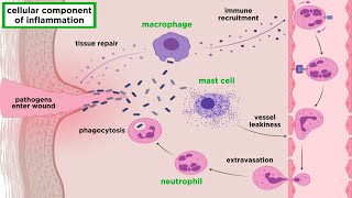 The Inflammatory Response [upl. by Savil]