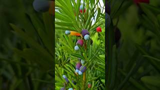 Candy Crush podocarpus garden trees shrubs hedge plants conifer berry fruits summergarden [upl. by Lzeil189]