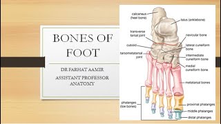 Bones of Foot Anatomy [upl. by Eetnahc]