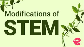 What Are the Modifications of the Stem  Biology  Extraclasscom [upl. by Liagabba]