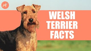 Welsh Terrier Dog Breed 5 Amazing Facts You Must Know [upl. by Ivens]