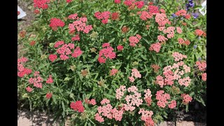 Achillea millefolium  Yarrow [upl. by Ik]