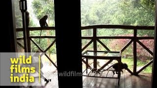 Macaques playing around a corridor [upl. by Mailiw]