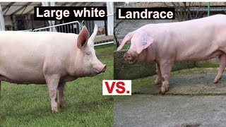 Large White Pig VS Landrace  Which Is Better For Commercial Pig Farming  Which Grows Faster [upl. by Mandle292]