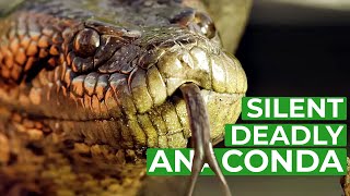 Anaconda  The Silent Killer  Free Documentary Nature [upl. by Nolos416]