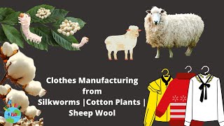 What are Clothes  How Clothes are made  Cotton  Silk  Wool  Complete process [upl. by Marra189]