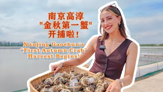 Delicious Crab Encounter Nanjing Gaochuns “First Autumn Crab” Harvest Begins [upl. by Ainak782]