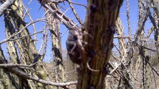 Desert Cicada Calling Cacama valvata  cactus dodger [upl. by Lirbaj276]