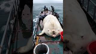 GIANT sea creature caught by fishermen🌊🐟 [upl. by Nova904]