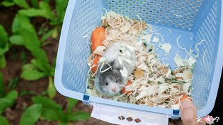 A New Home for the Hamster ｜ And Make Lotus Seed Loquat Paste仓鼠的新家amp做莲子枇杷膏YuYouning [upl. by Notnilc56]