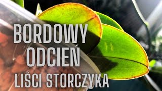 Co powoduje bordowe zabarwienie liści storczyka [upl. by Nicoline]