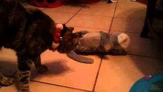 Cats Playing With Hysterical Laughing Cat Toy [upl. by Beaumont]