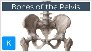 Bones of the Pelvis  Human Anatomy  Kenhub [upl. by Shana]