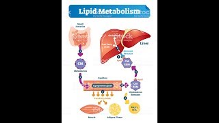 LIPID METABOLISM Biochemistry Session 1Lipid Digestion [upl. by Therine592]