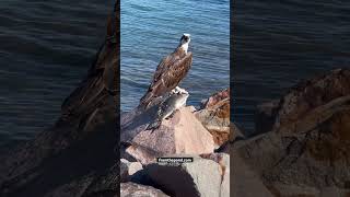 White Bellied Sea Eagle with lunch lakemacquarie seabirds [upl. by Leumhs]