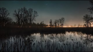 Relaxing Sleep Sounds Swamp Sounds At Night  Frogs Crickets Nature Sounds  Night Sounds [upl. by Llevram]