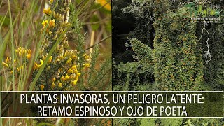 Plantas invasoras un peligro latente Retamo espinoso y Ojo de Poeta  TvAgro [upl. by Attelrahs539]