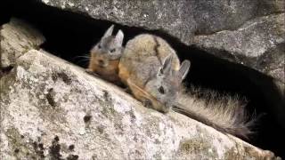 Machu Picchu Viscachas [upl. by Xilef289]