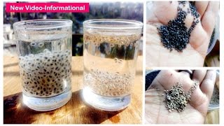 Truth about CHIA Seeds Sabja amp BASIL Seeds CONFUSION Basil Vs Chia Seeds  Dr Shalini [upl. by Zulaledairam]