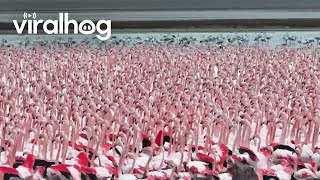 A Flamboyance of Flamingos Gather in Kazakhstan  ViralHog [upl. by Assile]