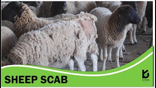 Sheep Scab Discussion  South Africa [upl. by Sualokin]