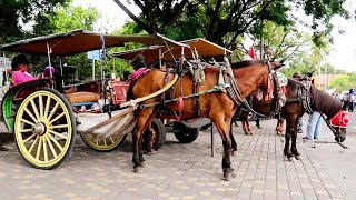 Kuda Delman Lagu Anak ❤ Naik Delman Istimewa [upl. by Idnod432]