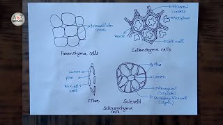 How To Draw Parenchyma Collenchyma amp Sclerenchyma Plant Tissue in simple way [upl. by Ajssatsan]