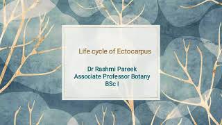 life cycle of Ectocarpus [upl. by Swords876]