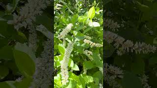 Itea Virginica Virginia Sweetspire Native Shrub [upl. by Clemmie605]