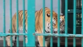 Bengal Tiger  Thiruvananthapuram Zoo [upl. by Lilak]