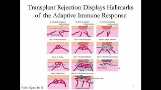 Immunology Lecture 32 Transplantation Immunology [upl. by Aitnom]