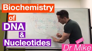 DNA and Nucleotides  Biochemistry [upl. by Warfold]