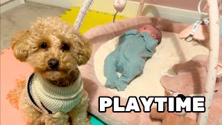 Newborn Baby Watches Toy Poodle Play [upl. by Esdnyl]