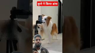 Aj kal ke dog bhi trand main chal rahe hai funny short dog petlover [upl. by Afatsuom]