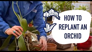 How to Quickly Repot  Replant an Orchid [upl. by Adnyl813]